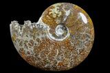 Polished Ammonite (Cleoniceras) Fossil - Madagascar #166302-1